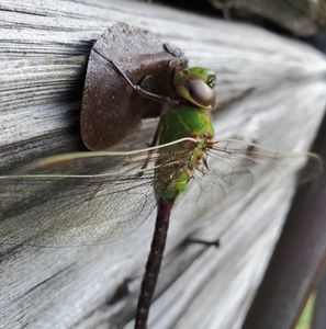 Meet your Posher, Hunter